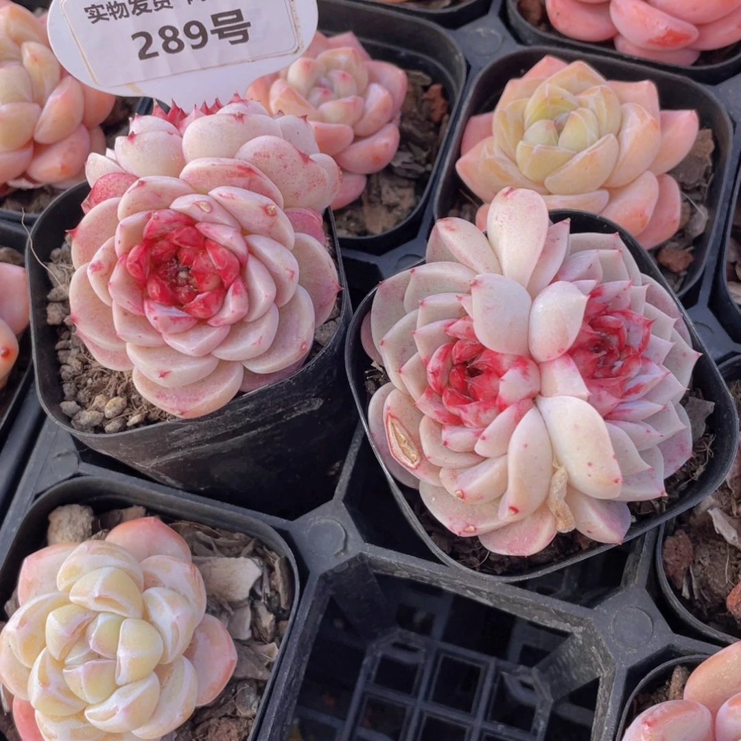 289号 全状态天鹅绒两个