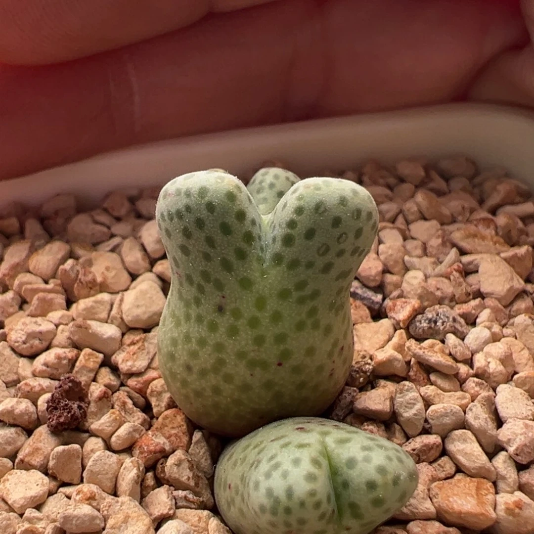 57。青蛙园艺955d大型斑马