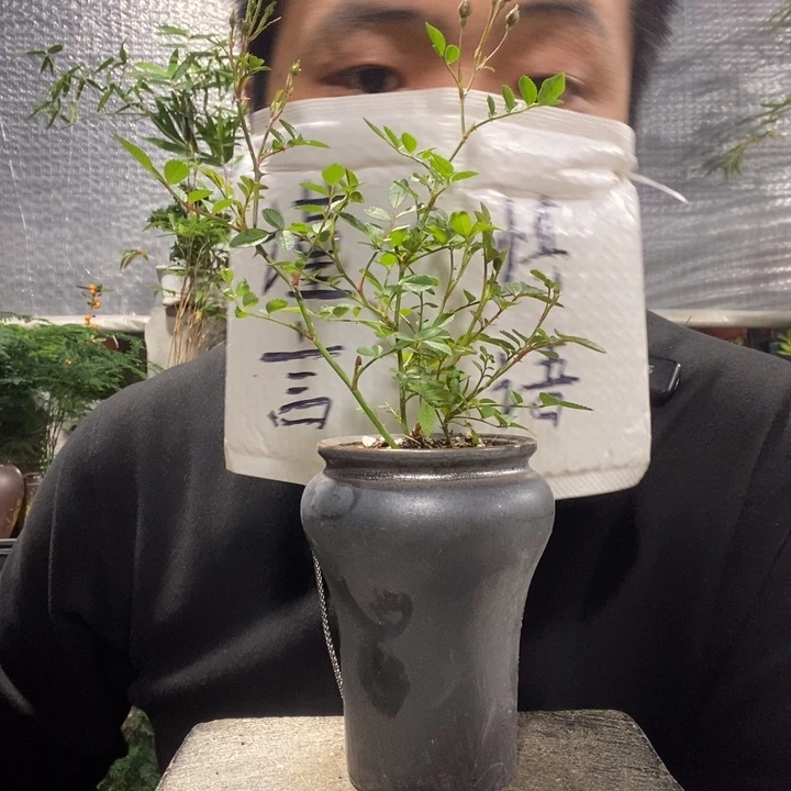 以实际为准盆景绿植盆栽89
