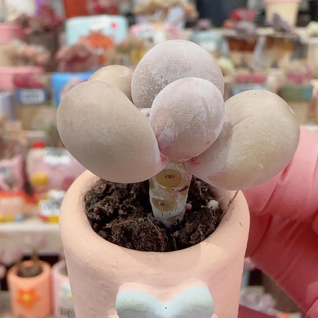 小蛋黄奶 盆口2cm