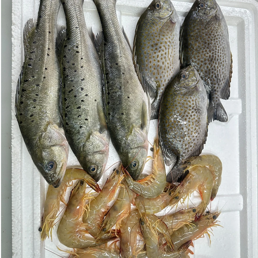 【强哥精选】北部湾海捕海鲜套餐野生大明虾1斤海鲈2条花泥猛鱼3条