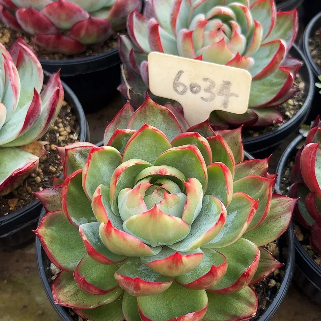 惊鸿仙子一物一拍6034号