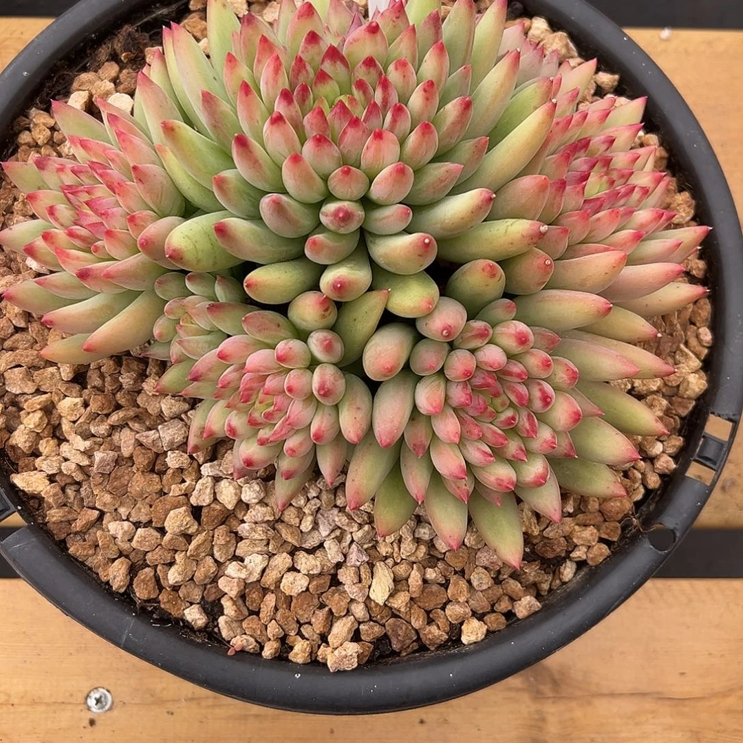 634二代虞美人。