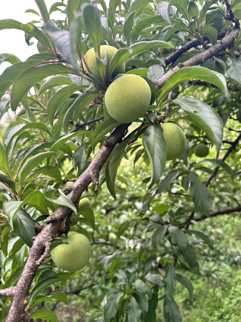 贵州六马正宗蜂糖李新鲜水果脆甜可口现摘现发