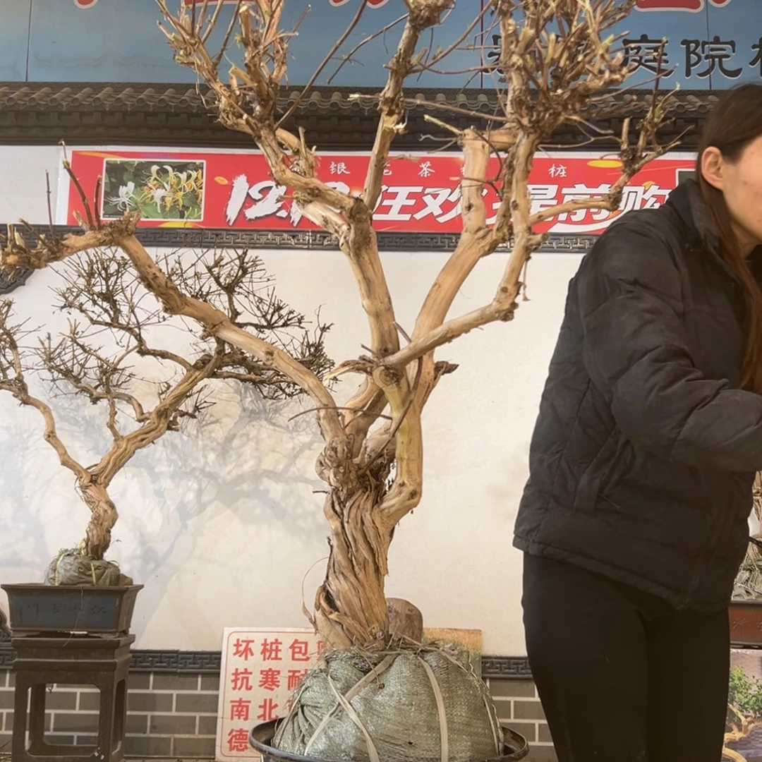 无花朵金银花558888888888888