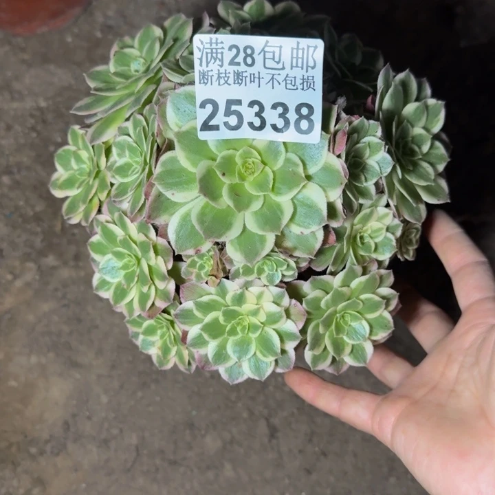 上***派25338海鲜多肉植物