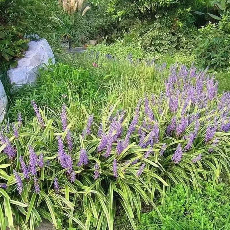 批发兰草金边麦冬草阔叶常绿绿色盆栽地栽花园净化空气阔叶麦冬