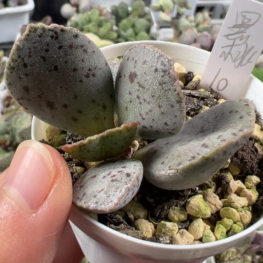 w黑桃多肉植物水泡