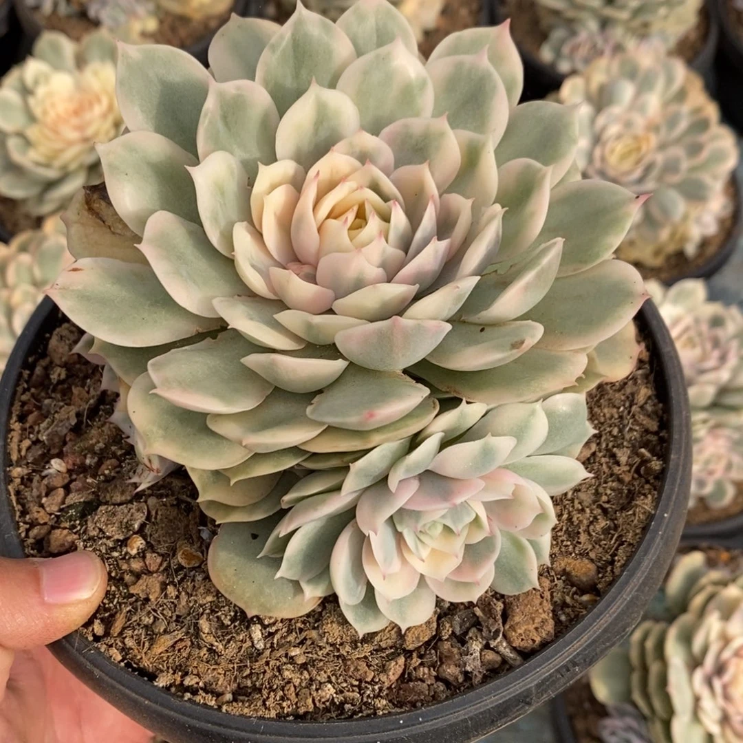 昂斯诺多肉植物A3330