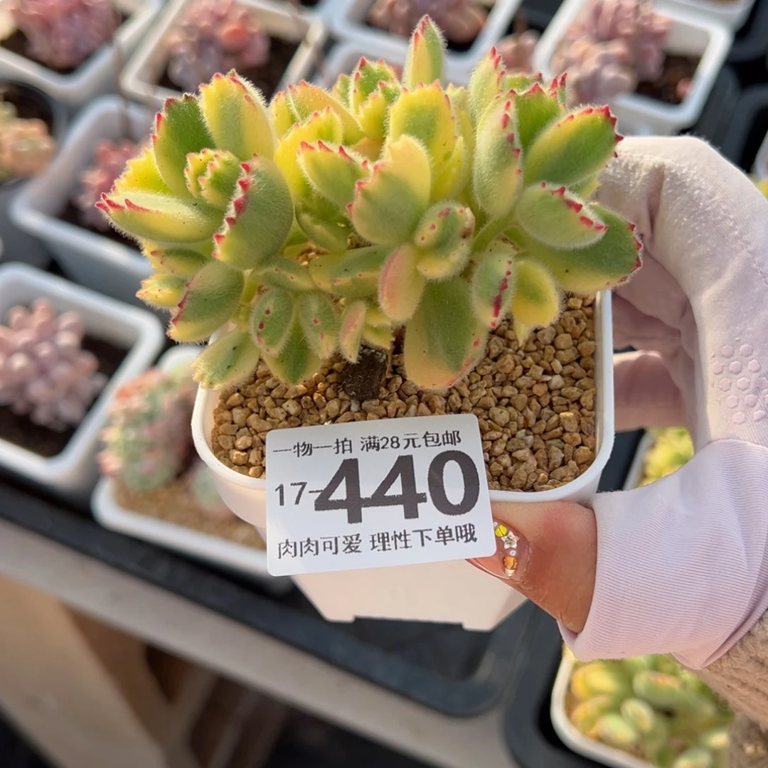 白熊多肉多肉多肉多肉