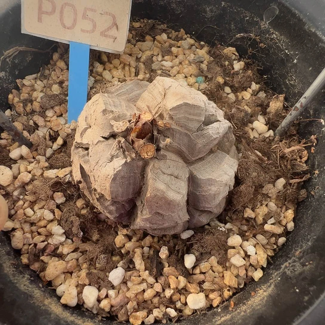 多肉植物专拍 一物一拍 南非龟甲龙052