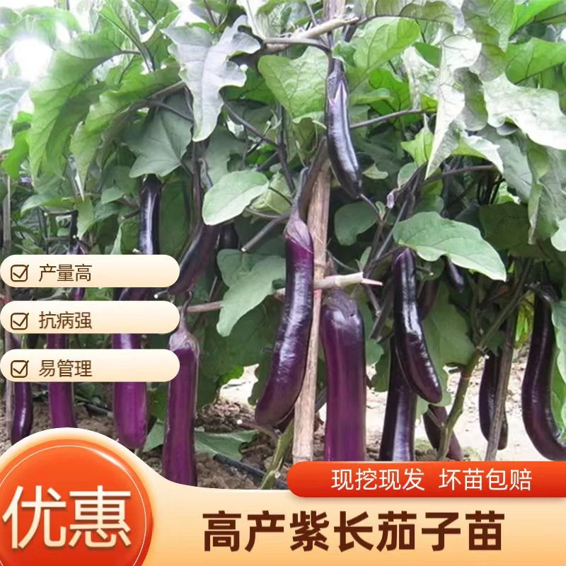茄子种子紫红长茄王种子春秋季阳台盆栽蔬菜四季农家烧烤茄紫茄