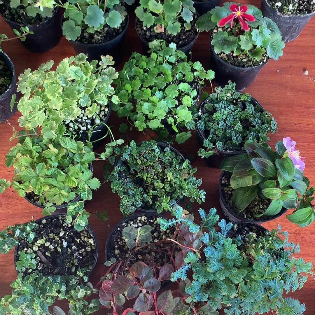 当前无花栽培后可以开花