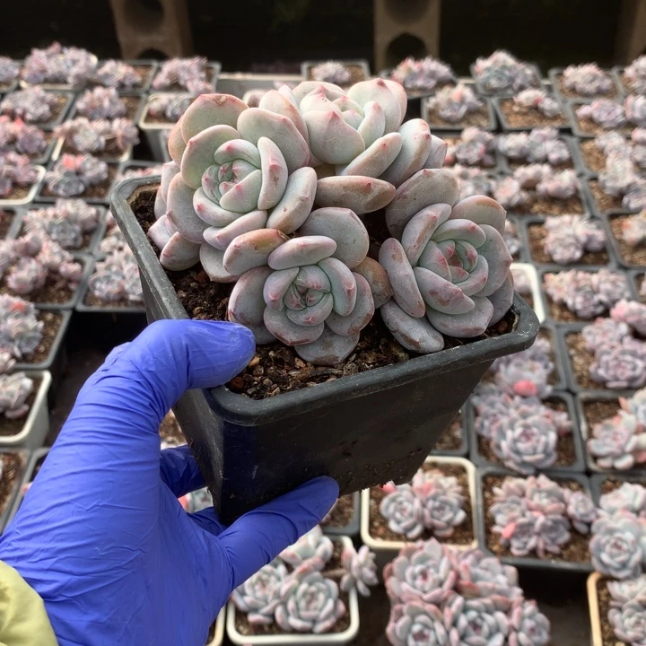 无花朵哈哈哈哈哈哈哈哈31