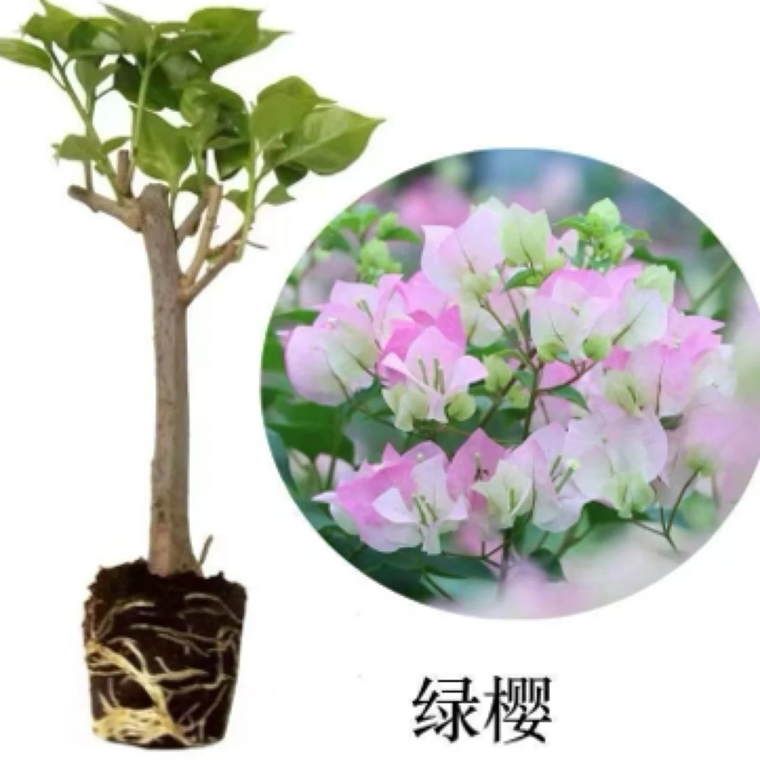 【绿樱】三角梅袋苗植物庭院阳台花卉四季开花勤花