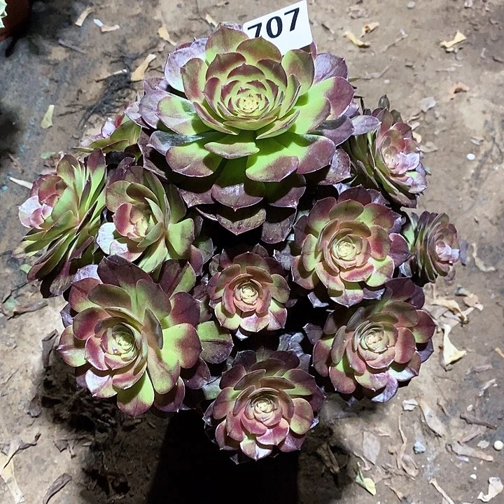 法师植物一物一拍707