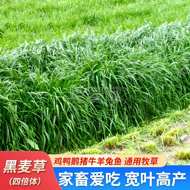 黑麦草种子多年生冬牧72025耐寒高产牧草鸡鸭鹅猪牛羊鱼养殖专用