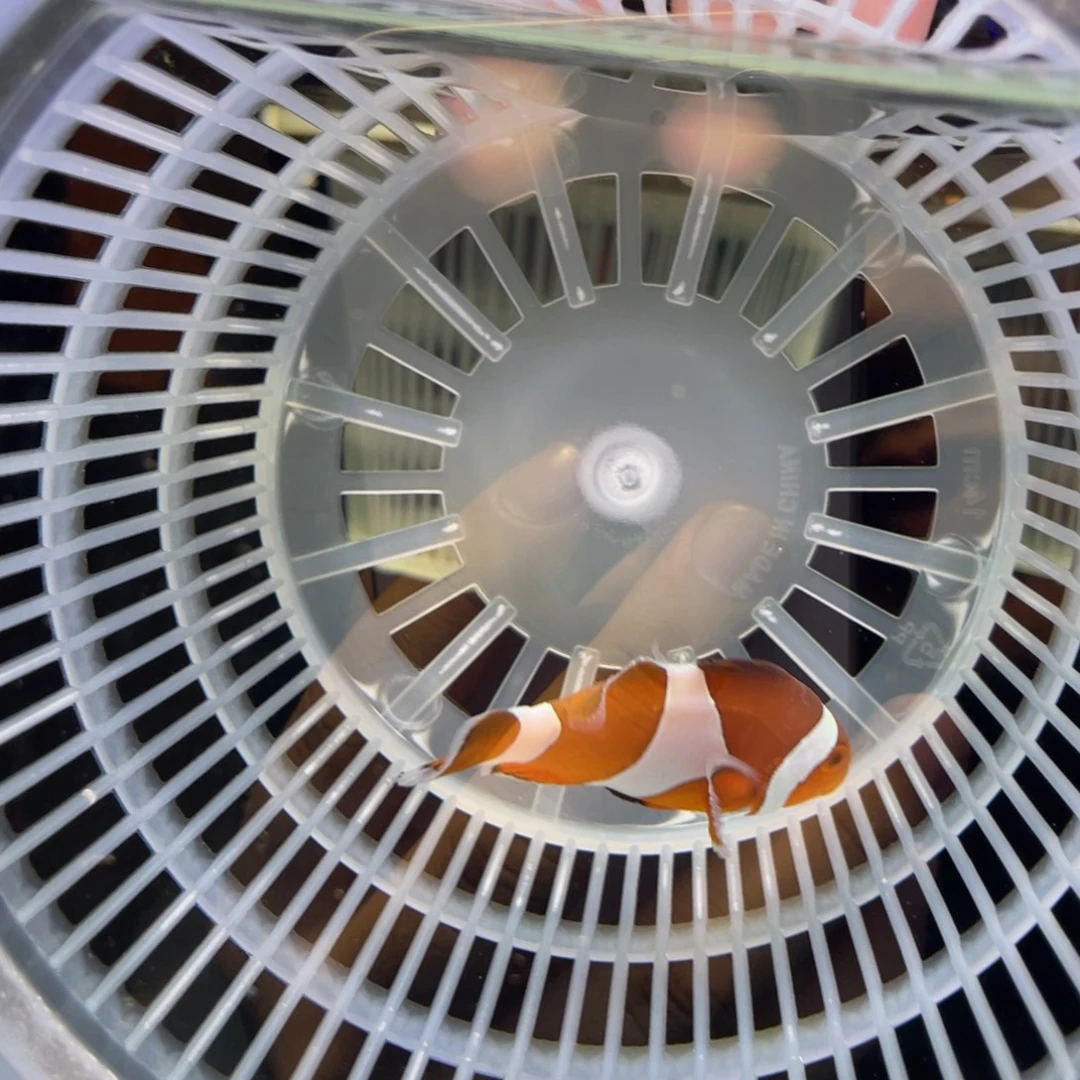 蟹***哥海水鱼野生公子一条