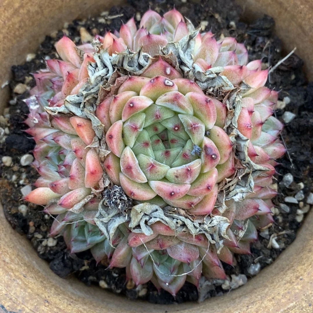 自助下单一物一拍多肉，下滑更多品种