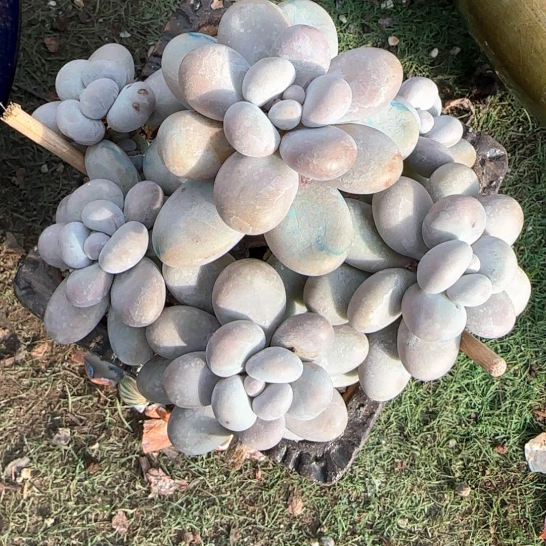 多肉植物多肉植物