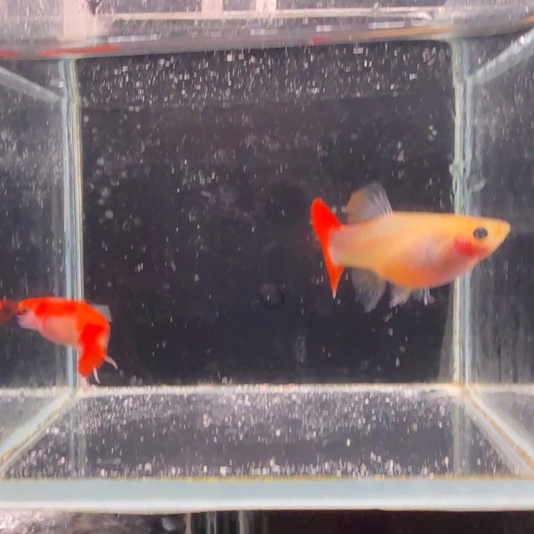 孔雀鱼红礼服玻璃猫长公短母1对