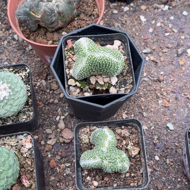 菊水缀化好养皮实