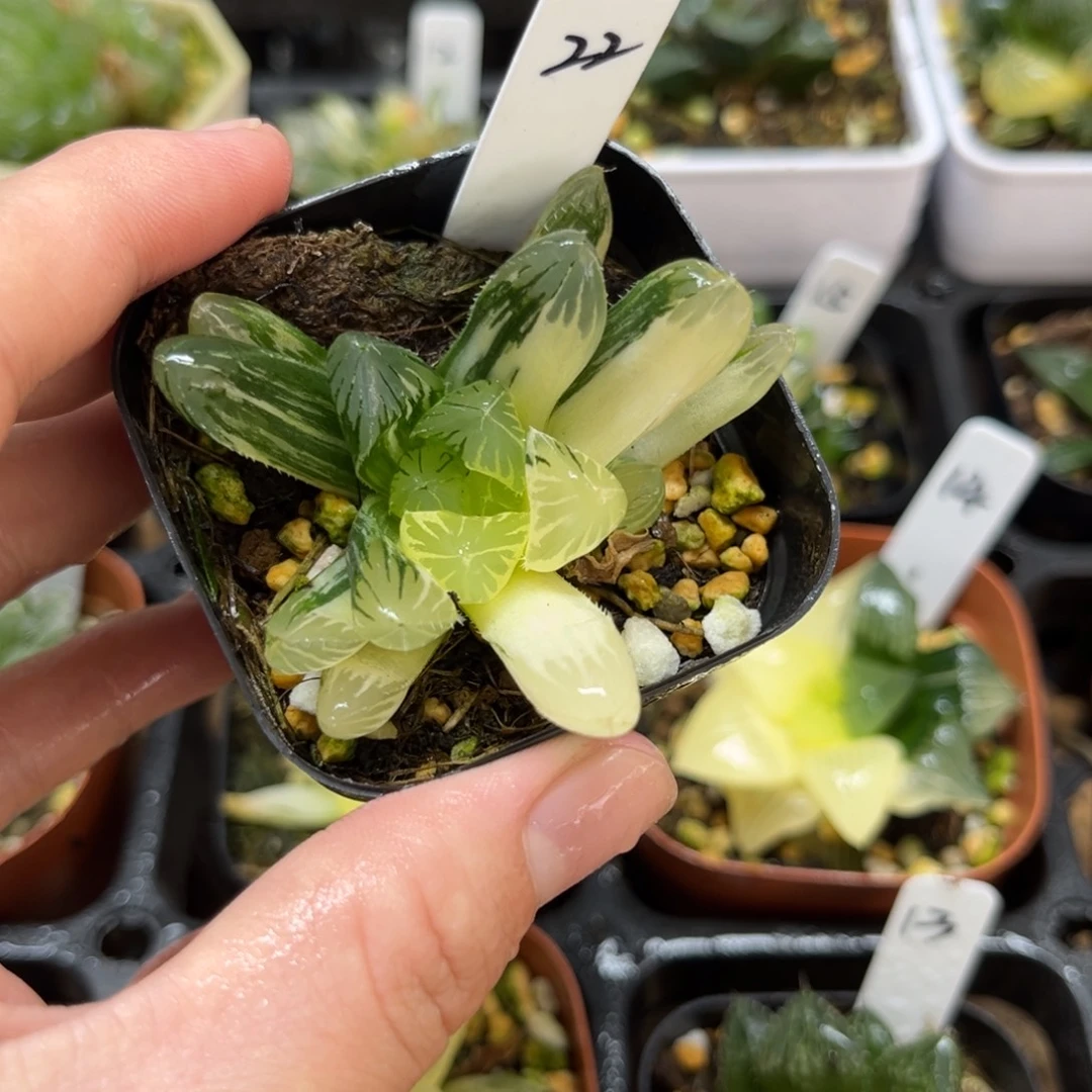 22夏沫玉露锦一物一拍