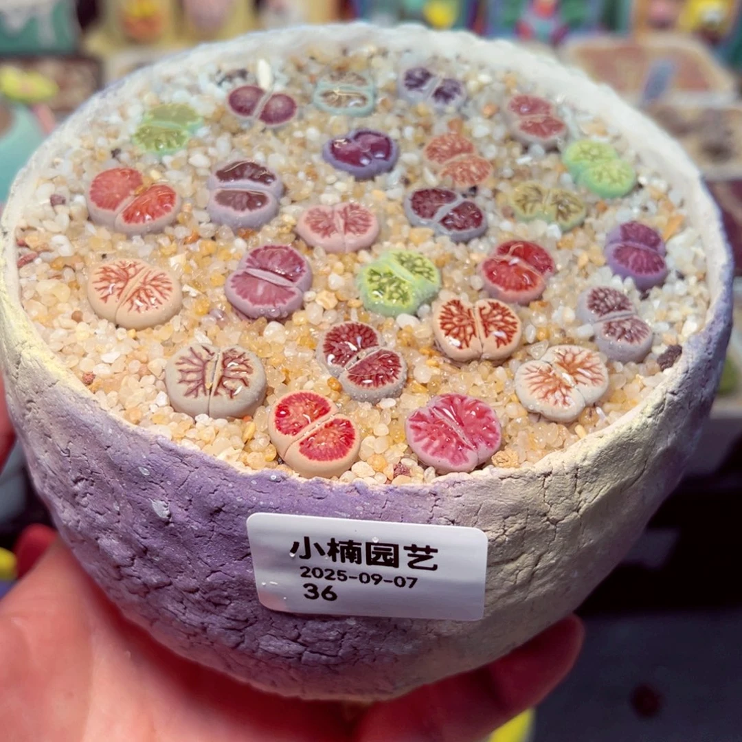 丽***吖36号带盆包邮发货