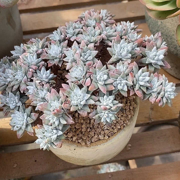 多肉植物肉肉植物