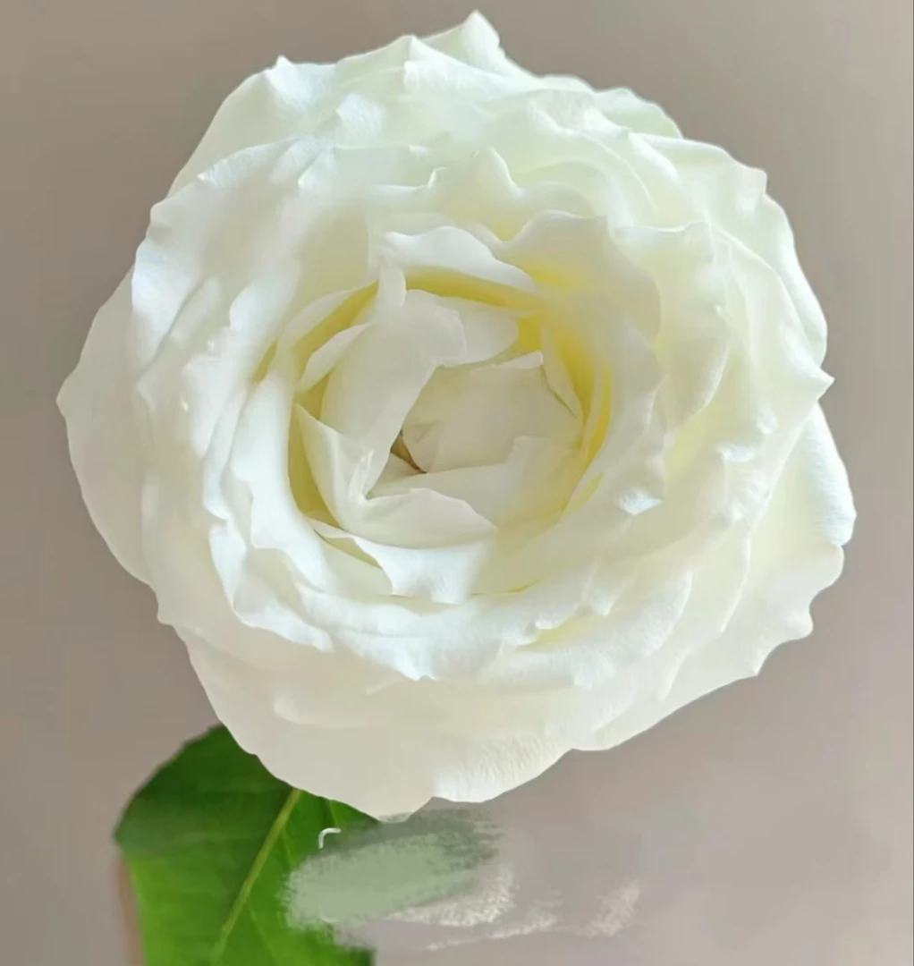 【陌上花开】冰雪荣耀-单头玫瑰（注意：带包装醒花哦~）