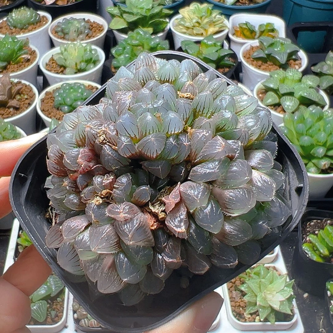 蓝镜群多肉多肉多肉多肉