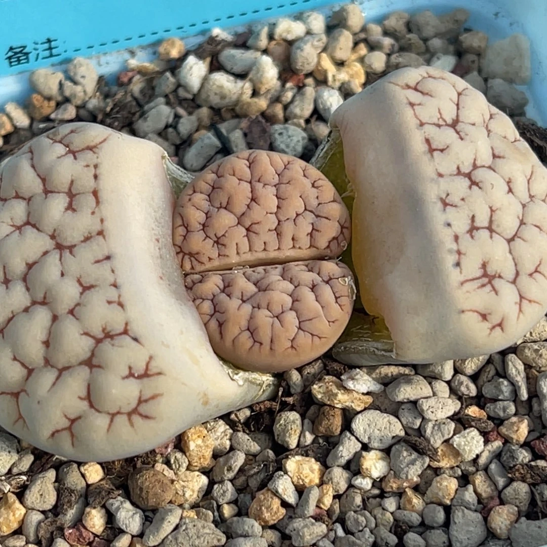 7823凹凸脑纹189一颗