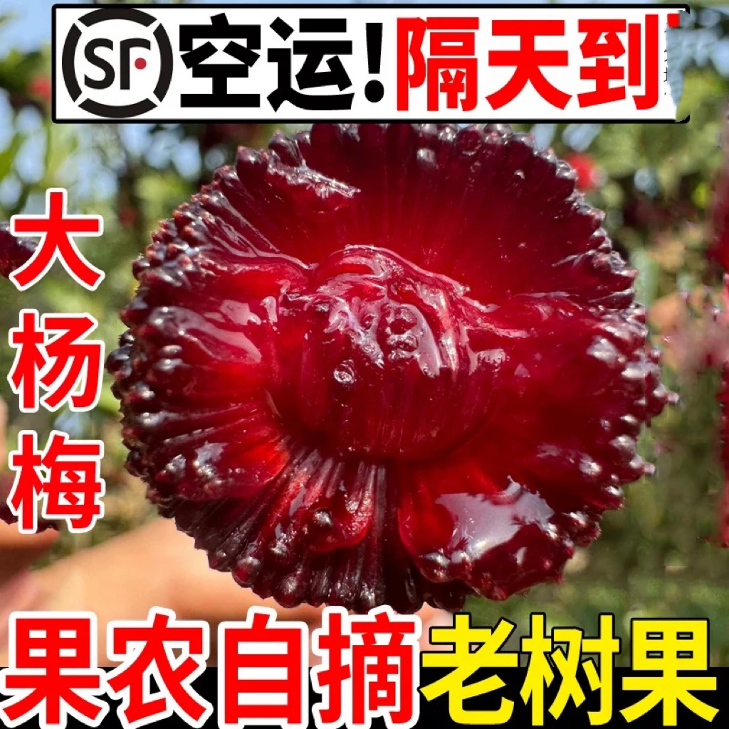 顺丰广西高山新鲜采摘杨梅酸甜可口高山东魁浮宫杨梅孕妇可食自然成熟1斤2斤3斤4斤新鲜杨梅广西壮族自治区