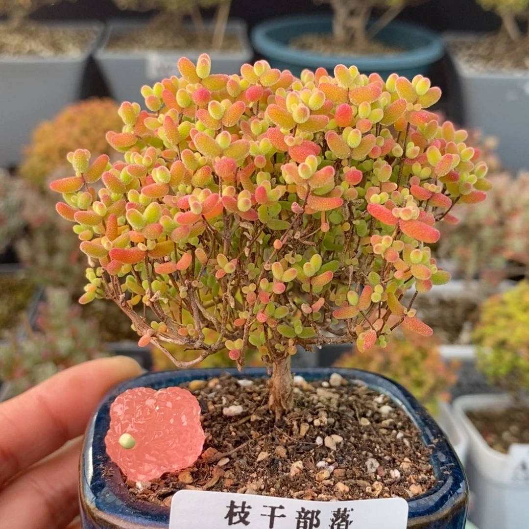 1624蜜橘糖球 。