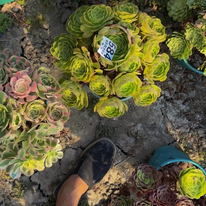 轮回花25-7包邮花花