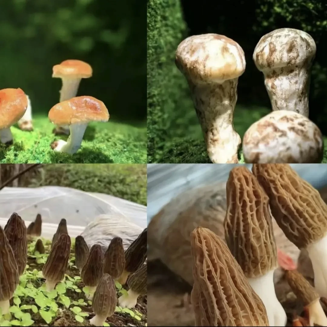 农家土特产～临时链接 香菇