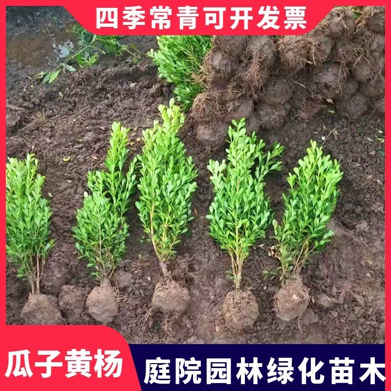 小叶瓜子黄杨苗耐寒耐热可用于庭院篱笆围栏绿化苗四季常青