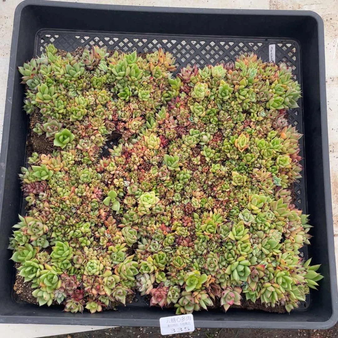 云糖心多肉植物335