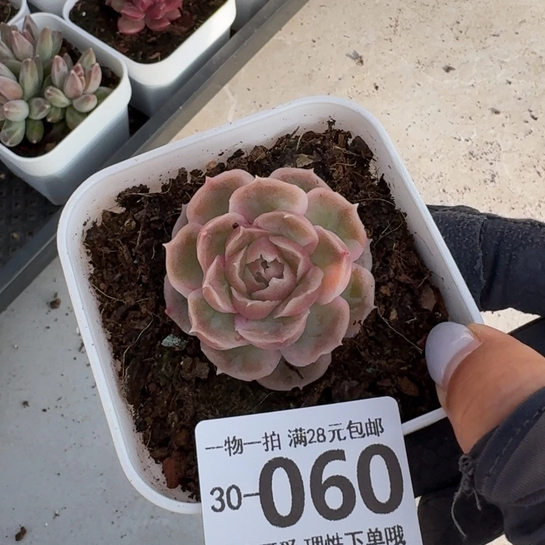 水晶虾饺无盆土发货