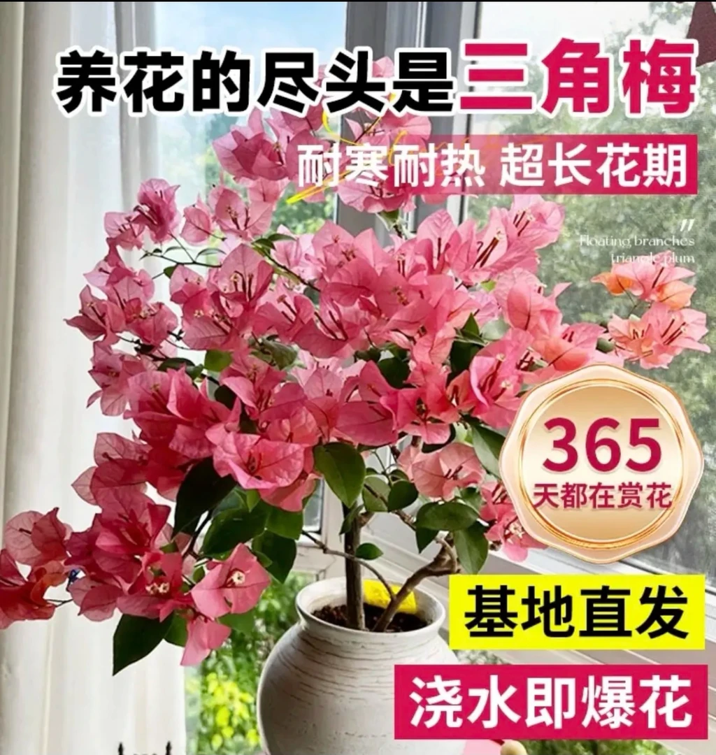 三角梅扦插小苗耐寒四季开花爬滕飘枝勤花盆栽庭院阳台楼顶花卉