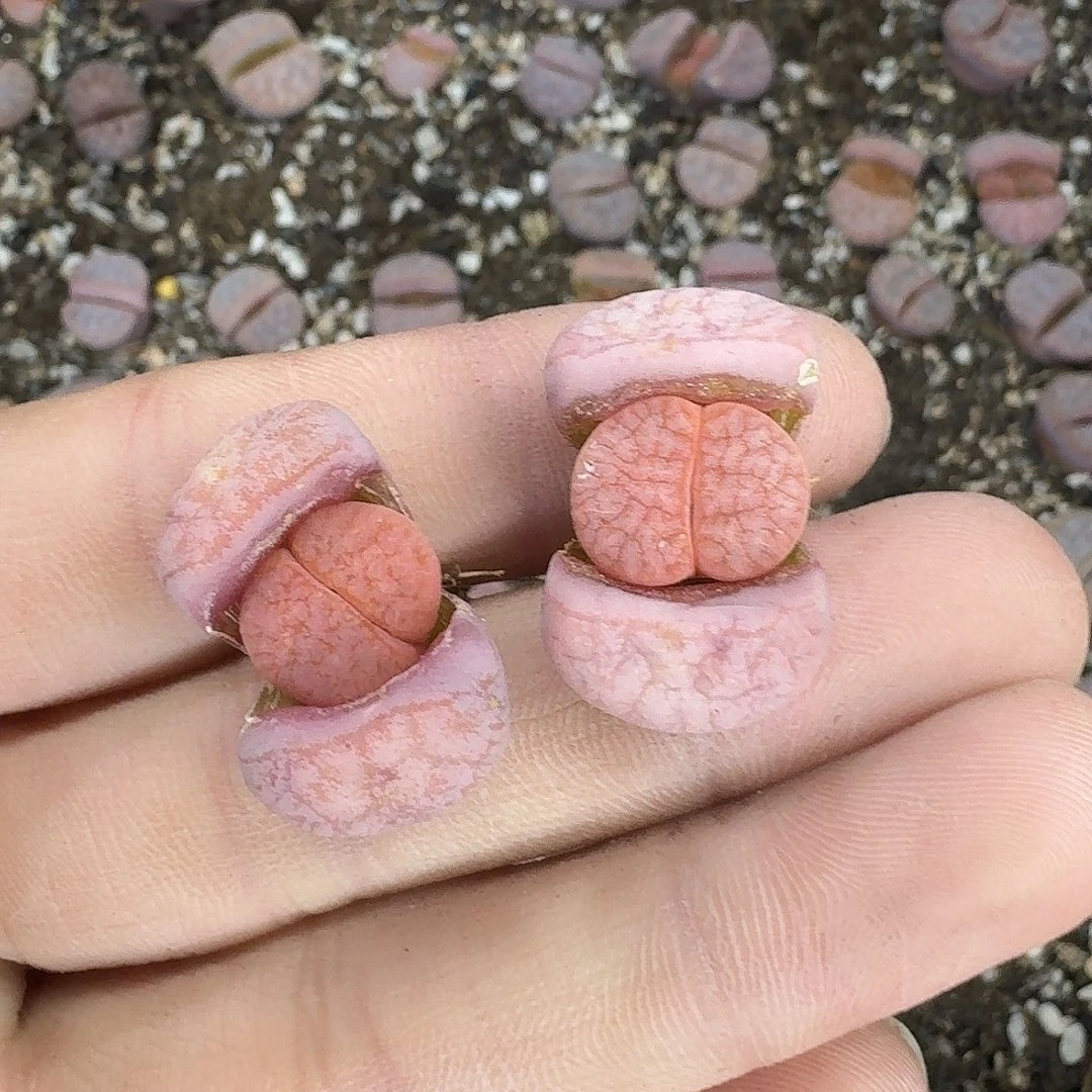 青***苔918 哈哈哈哈哈哈哈