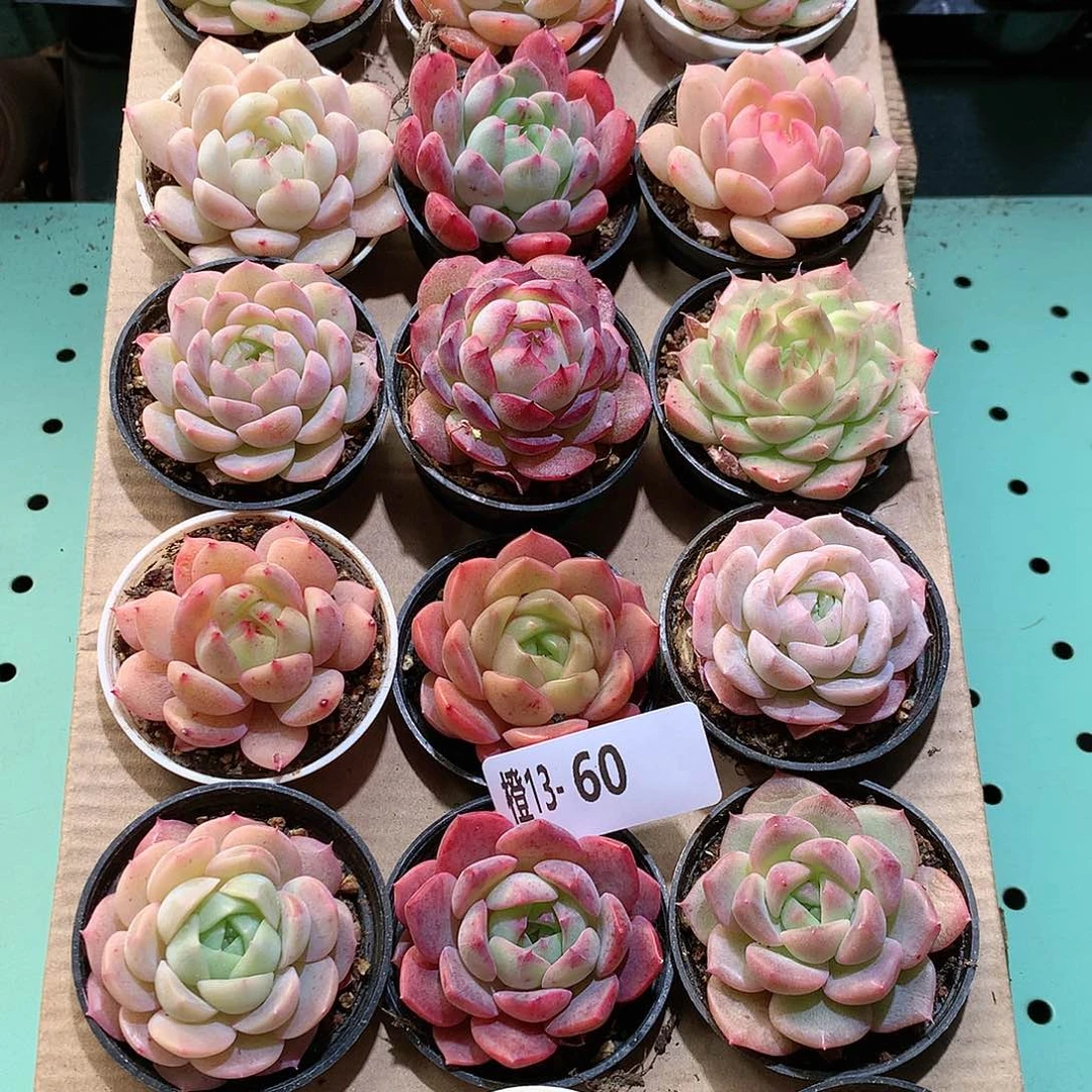 13-60一物一拍带盆18颗。