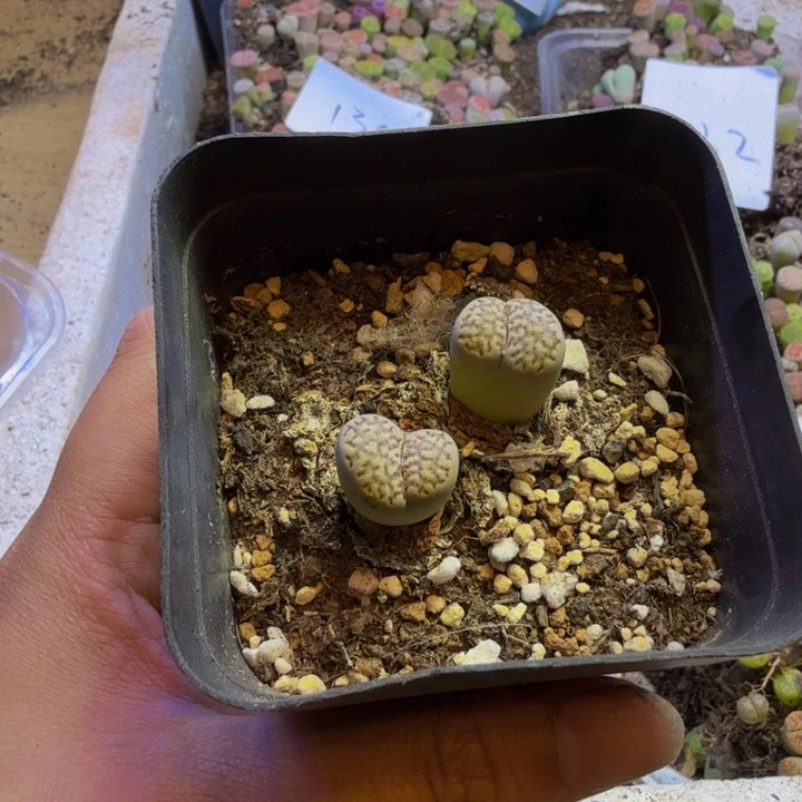 云****莲多肉葡萄的季节135