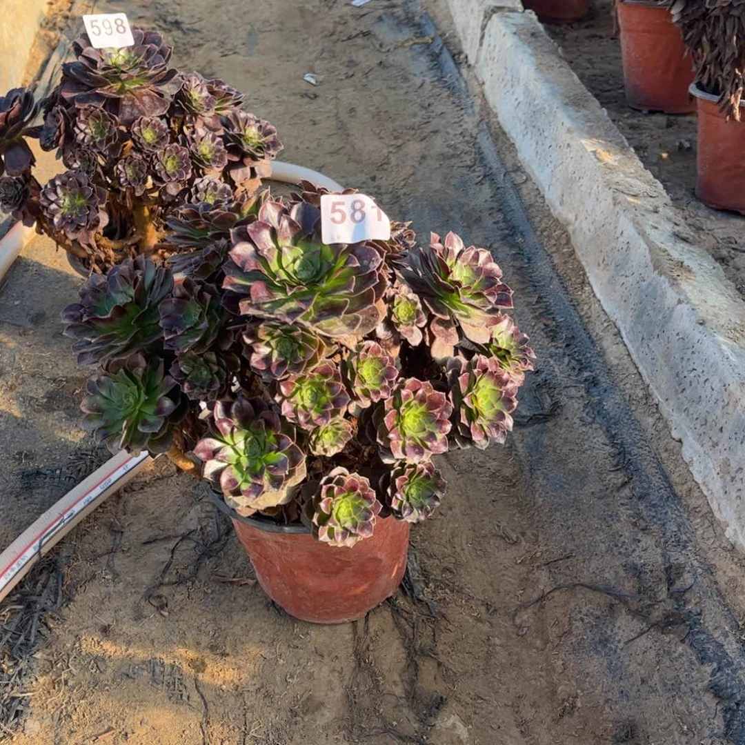 A***。黑魔581不包断枝的