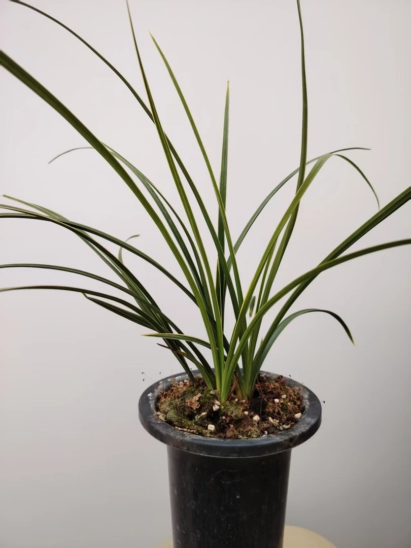 随州蕙兰新品边草线艺草浓香型蕙兰盆栽室内花卉绿植