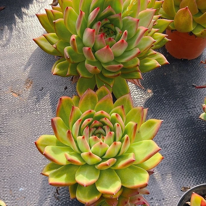 摩根多肉，满18包邮