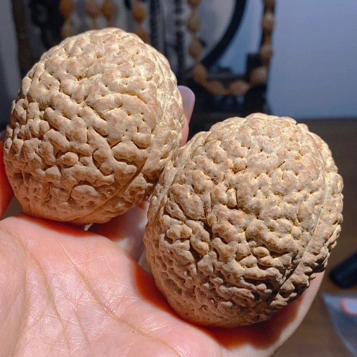 野生三瓣脑纹大金刚虫眼