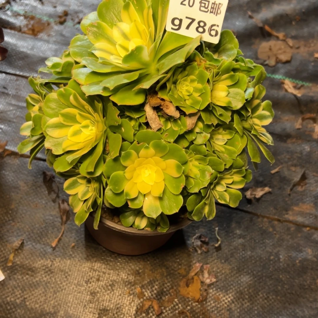 铁***.786新尼亚，满20包邮嘟叮熊