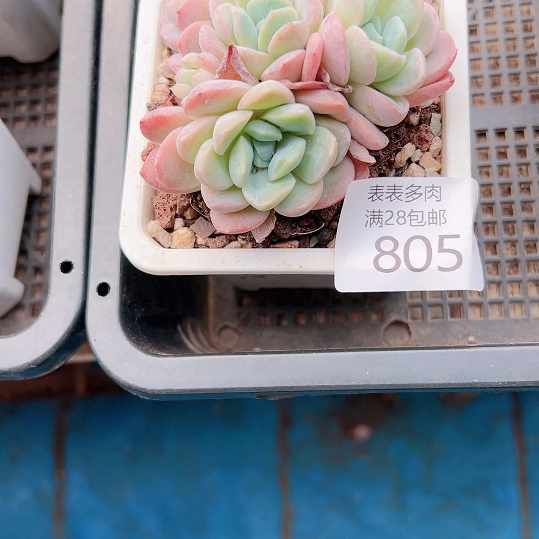 t***露多肉一物一拍植物805