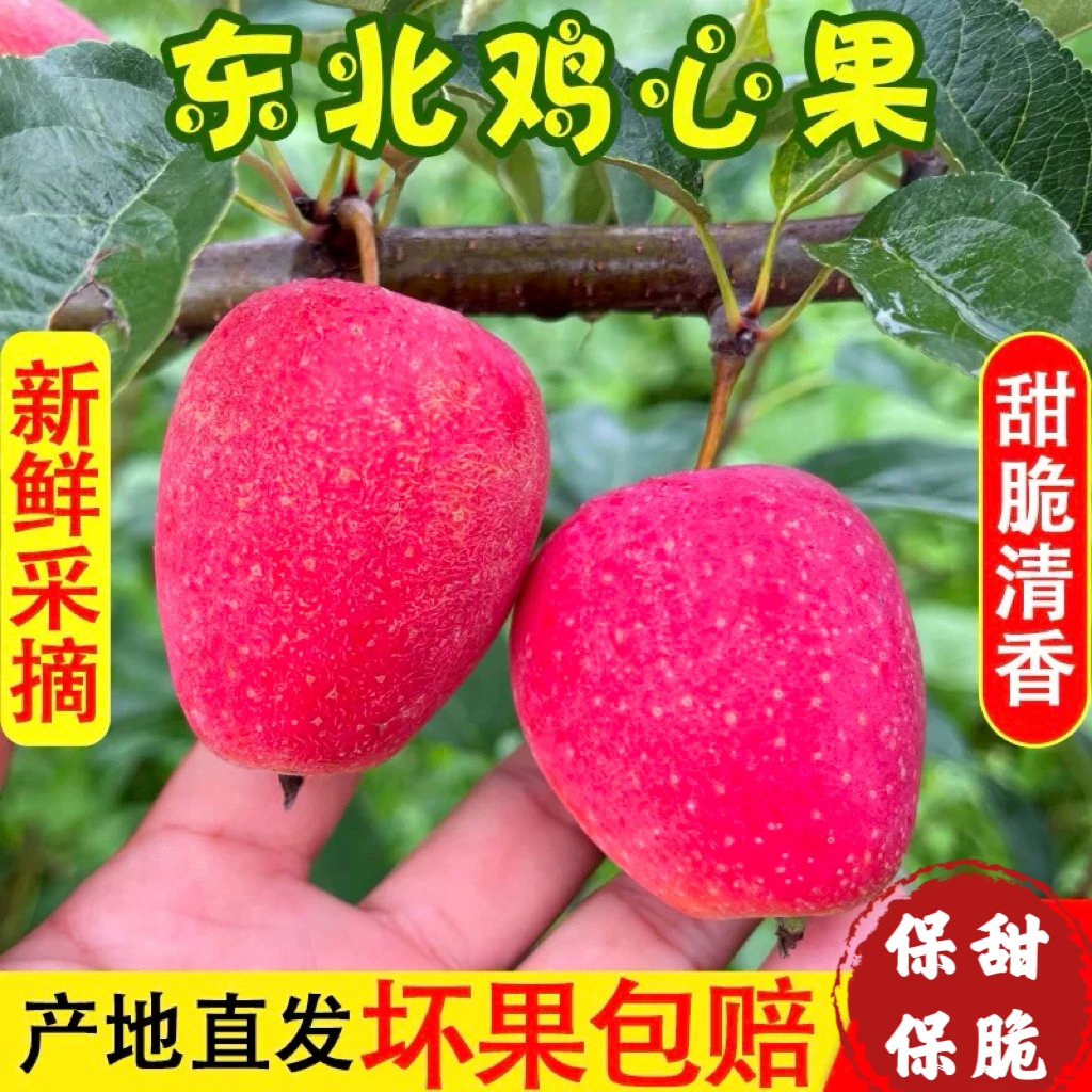 辽宁铁岭鸡心果脆甜多汁锦绣海棠果孕妇水果香甜脆1/3/5斤包邮